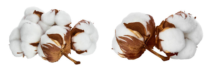 Cotton plant flower isolated on white background with full depth of field