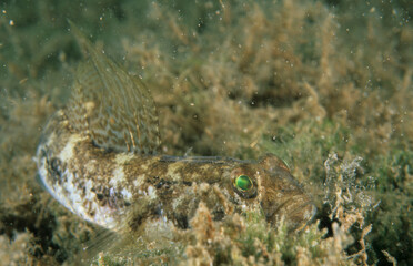  Male black goby (Gobius niger) in Mediterranean Sea - Alghero, Sardinia. Italy