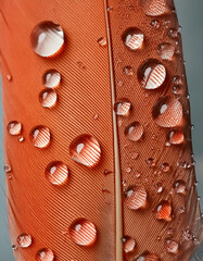 Close-up of water droplets on an orange feather, showcasing natural beauty and textures for a wallpaper.