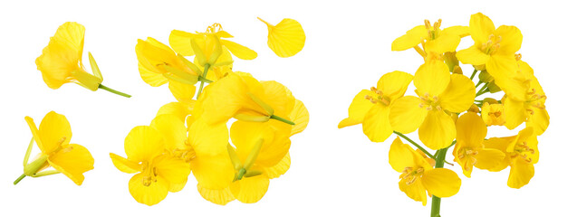 Rapeseed flowers isolated on white background, Top view. Flat lay