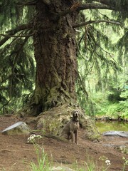 Glen Feshie, Feshie Bridge, loch Insh, Cairngorms, Scotland