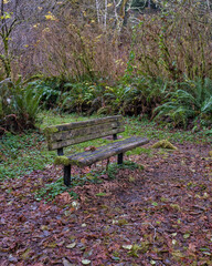 Old decaying bench in a forest