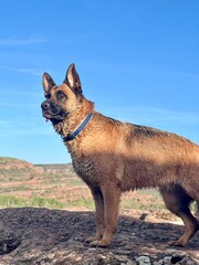 A brown and black dog with a blue collar stands on a rocky hillside