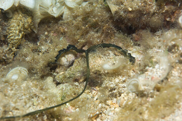 Green Spoonworm (Bonellia viridis), Sardinia, Italy.