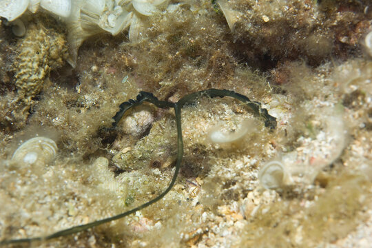 Green Spoonworm (Bonellia viridis), Sardinia, Italy.