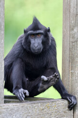 Crested Macaque (Macaca Nigra) in natural habitat