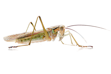 Detailed Image of a Grasshopper