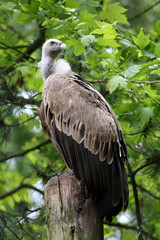Obraz premium The Eurasian griffon vulture in closeup view, Gyps fulvus