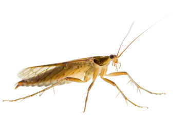 Detailed Image of a leaproach