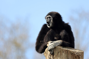 Fototapeta premium lar gibbon (Hylobates lar), also known as the white-handed gibbon, an endangered primate in the gibbon family, Hylobatidae.