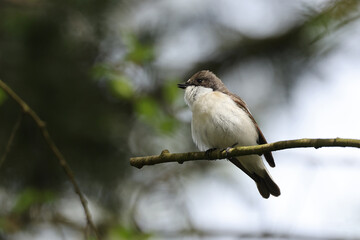 Fototapeta premium European pied flycatcher (Ficedula hypoleuca)