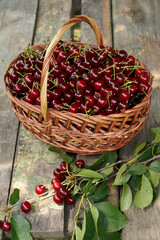basket with red cherries on old wooden table. concept of picking ripe berries.                             
