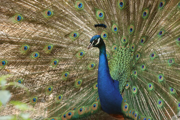 Naklejka premium Common peacock - portrait view, Pavo cristatus