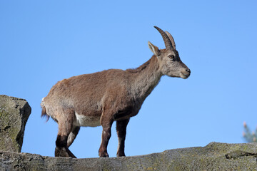 Alpine ibex at nature view