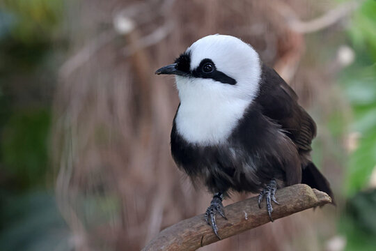 Sumatran laughingthrush (Garrulax bicolor) bird in forest