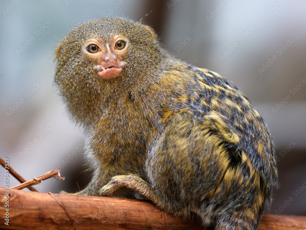 Poster the western pygmy marmoset (cebuella pygmaea)