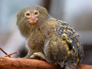 The western pygmy marmoset (Cebuella pygmaea)