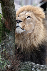 Lion (Panthera Leo) close up view