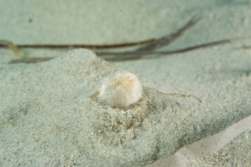 heart urchin (Echinocardium cordatum), on sea ground, Sardinia, Italy