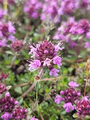 Fototapeta premium Highland Bothy, Plants and Flowers on the mountain a chailleach