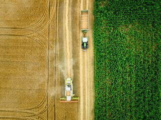 bird’s eye view of harvester and tractor with grain cart on the field of wheat near corn field