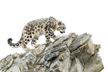 Snow Leopard Stealthily Navigating Rocky Mountain