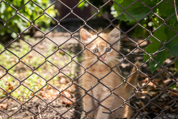 Adorable little ginger kitten behind the net of wire fence  of country house garden