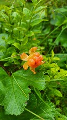 Cloud berry in the forest 
