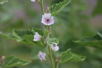 Marshmallow flower in garden. Althaea officinalis.