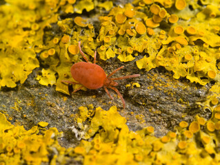 Red Velvet Mite (Trombidium sp.) adult,
