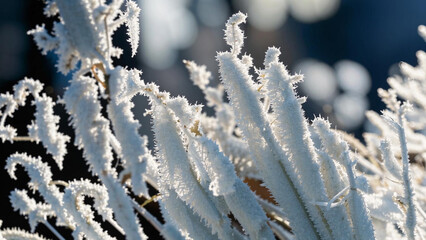 araffe plant with frost on it in a sunny day