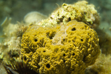 Mutable or Variable Leather Sponge, Ircinia Variabilis. Alghero, Sardinia, Italy.