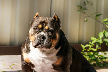 Portrait of an American Bull  in the sun's rays against the background of a blurred fence