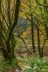 Fototapeta premium Europe, United Kingdom, England, Yorkshire, Yorkshire Dales. Barden, Skipton. Walk offers glimpse of local scenery.