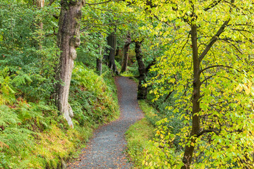 Obraz premium Europe, United Kingdom, England, Yorkshire, Yorkshire Dales. Barden, Skipton. Walk offers glimpse of local scenery.