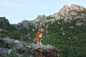 A Nova Scotia Duck Tolling Retriever dog stands on a rocky mountain. The scene evokes a sense of...