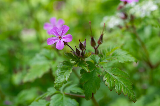 Macro shot of a Herb Robert (geranium robertianum) flower in bloom