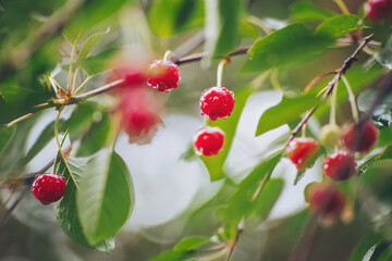 Obraz premium Red ripe cherry berries on a branch in dew. Sweet cherries hanging on a tree branch. Red sweet cherries on the tree. Red ripe berries of sweet cherry on a branch