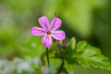 Macro shot of a Herb Robert (geranium robertianum) flower in bloom