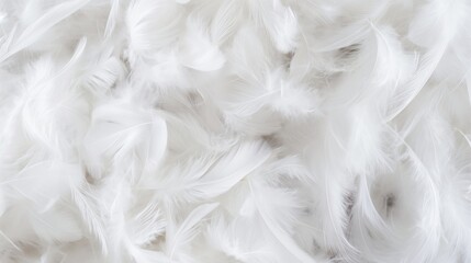 The texture of soft fluffy white feathers. White feathers background © Helga P-A.