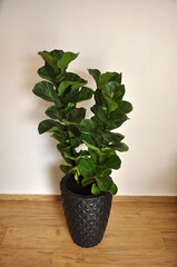 Ficus lyrata planta nativa da África Ocidental