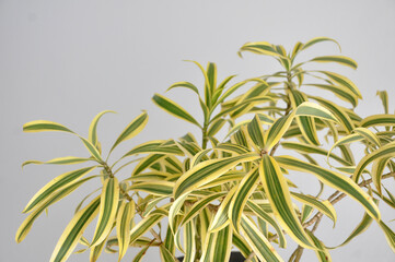 planta DRACENA SANDERIANA verde e amarelo