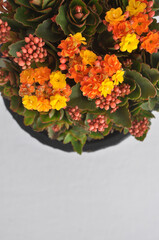 planta floral laranja com amarelo em vaso 