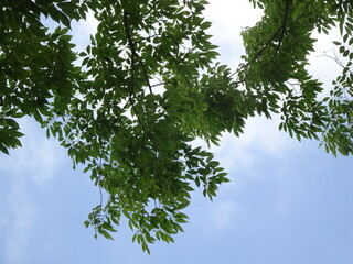 見上げた空と初夏の大木