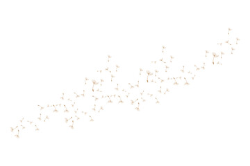 Dandelion Logo, Vector Plant Dandelion flower, Design Icon Template