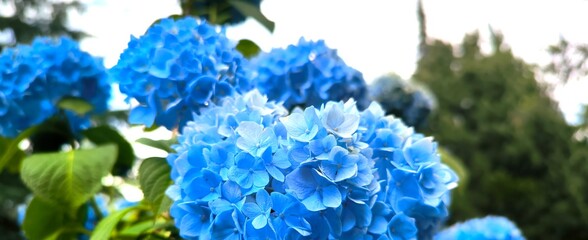 Colourful Hydrangea macrophylla banner Blossom near house wall. Colorful hydrangeas in garden, close up. Purple blue pink hortensia blooms. Endless summer Hydrangea flowers.