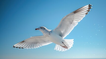 Obraz premium Seagull Flying in a Blue Sky
