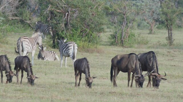 Wildebeest Graze Near Zebras in Slow Motion