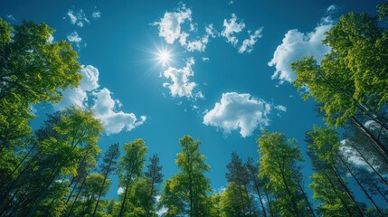 Obraz premium Sunbeams Through a Summer Forest