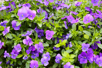 Beautiful pansy flowers in the garden